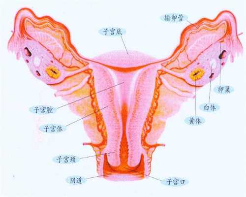 私人成都代怀孕多少钱,了解香港试管婴儿的四步流程